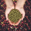 Buy Green Bean Coffee